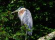 Great blue heron perched in a tree near wetlands in Sutton Massachusetts