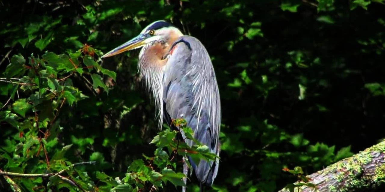 Spring Wildlife Near Sutton Falls Campground Great blue heron perched in a tree near wetlands in Sutton Massachusetts