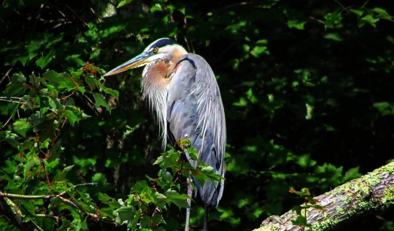 Great blue heron perched in a tree near wetlands in Sutton Massachusetts